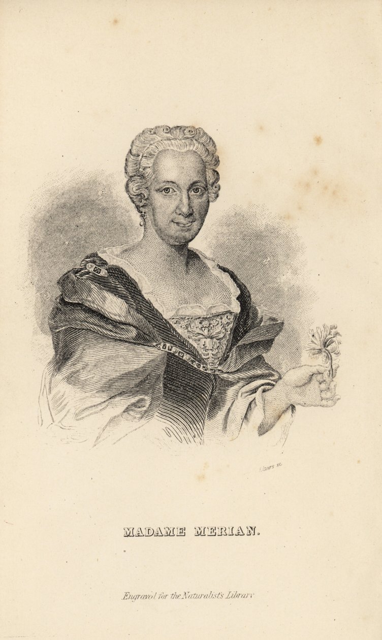Madam Merian veya Maria Sybilla Merian, Alman doğa bilimci, entomolog ve bilimsel illüstratör, 1647-1717 by Unknown
