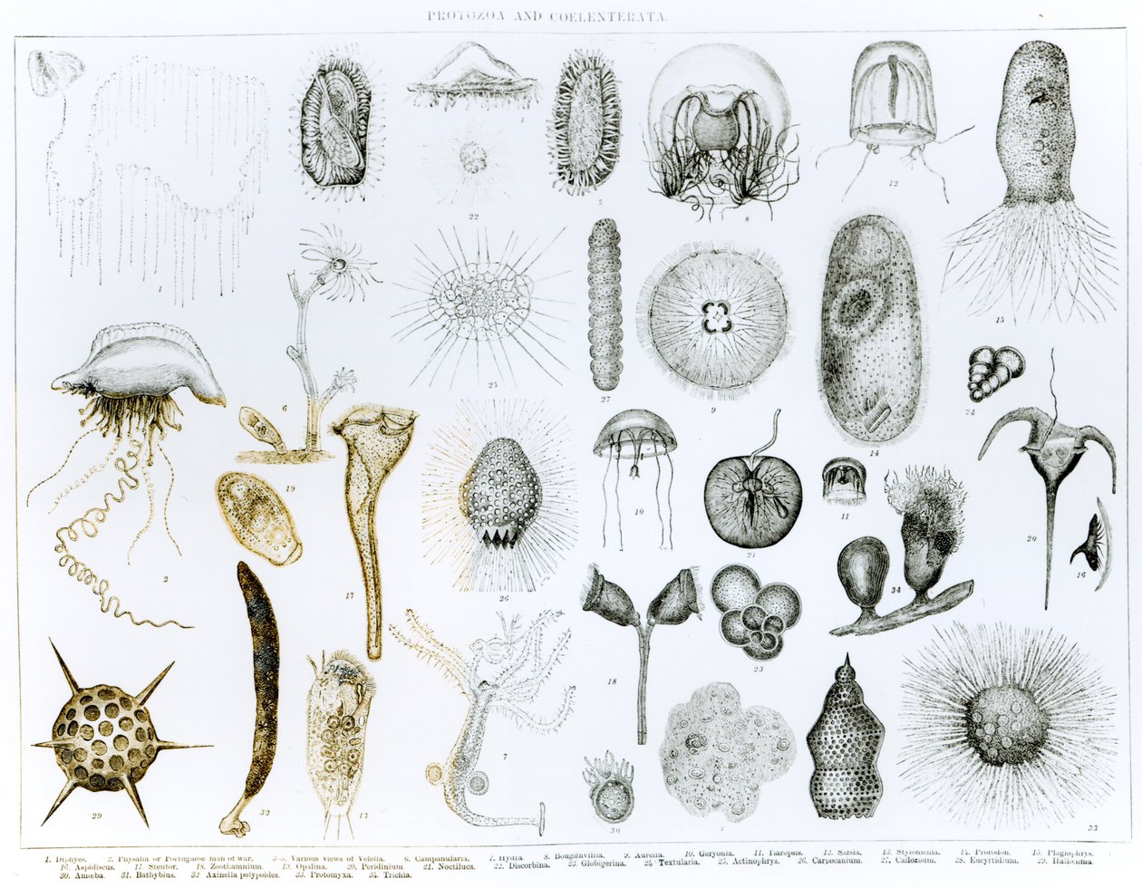 Protozoa ve Coelenterata (lito) (bw fotoğraf) by English School