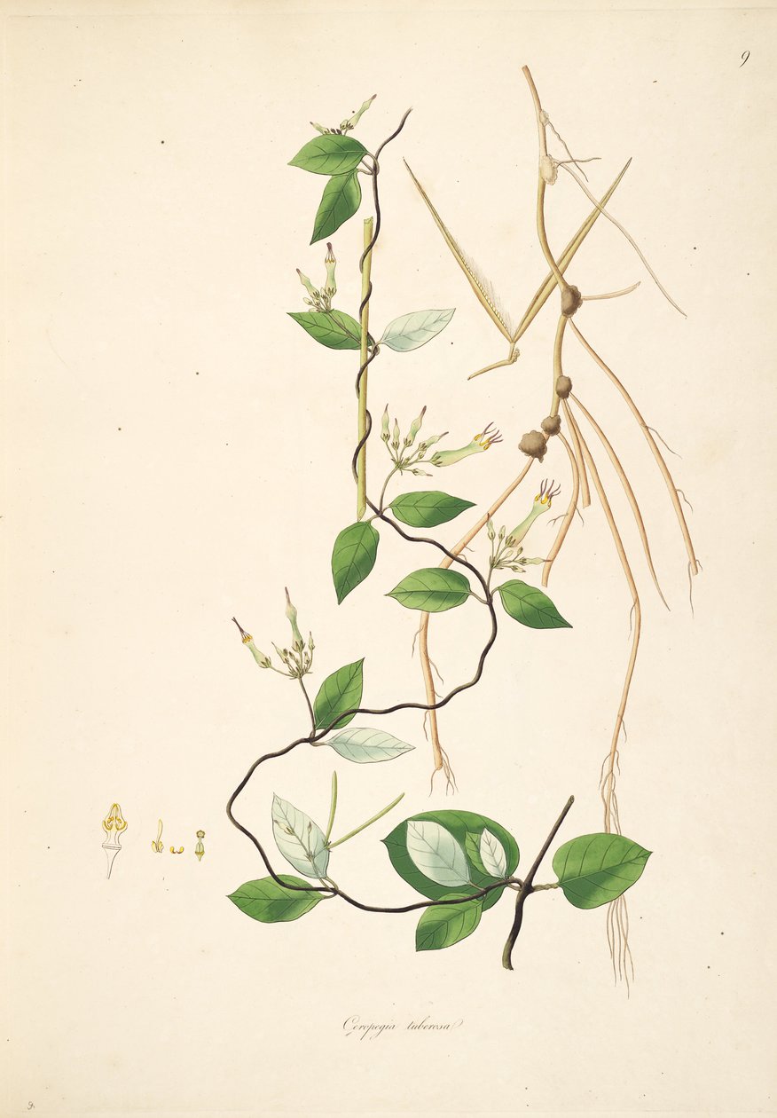 Ceropegia tuberosa (= Ceropegia candelabrum subsp. tuberosa), Apocynaceae, Asclepiadoideae çizimi by anonymus