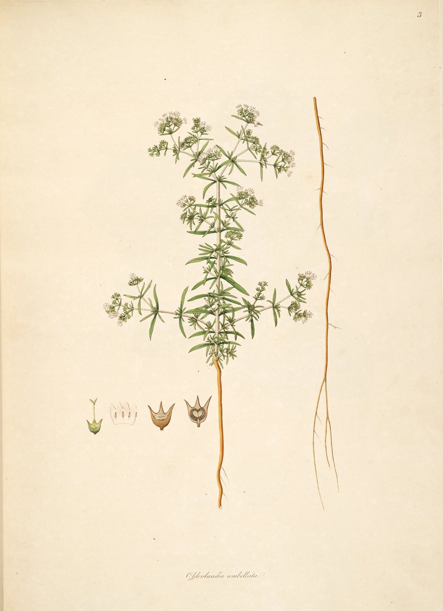 Oldenlandia umbellata, Rubiaceae çizimi by anonymus