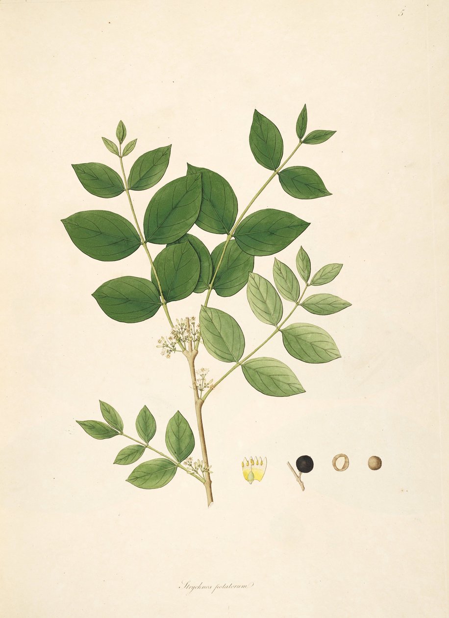 Strychnos patates, Loganiaceae çizimi by anonymus