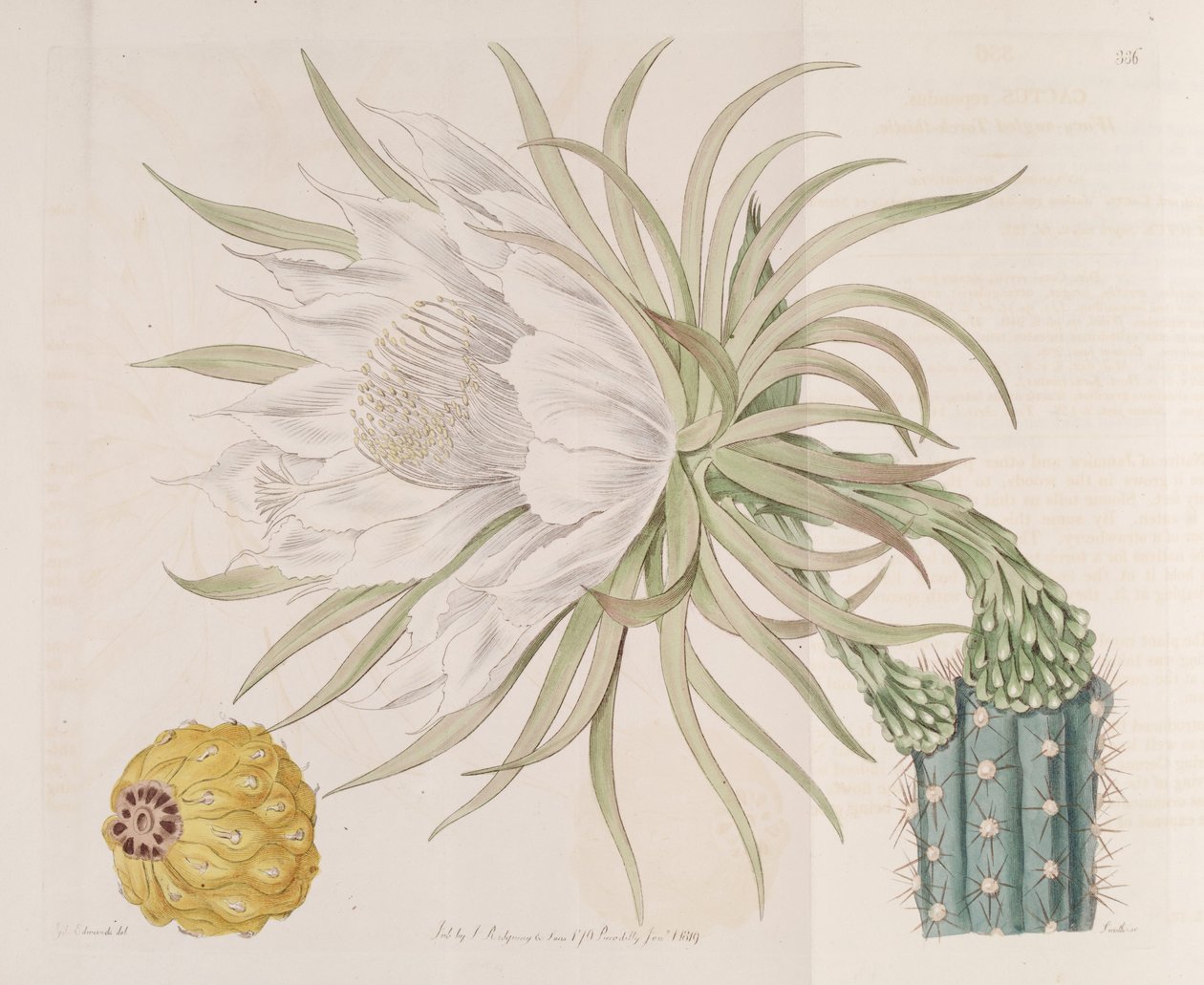 harrisia gracilis by Edwards