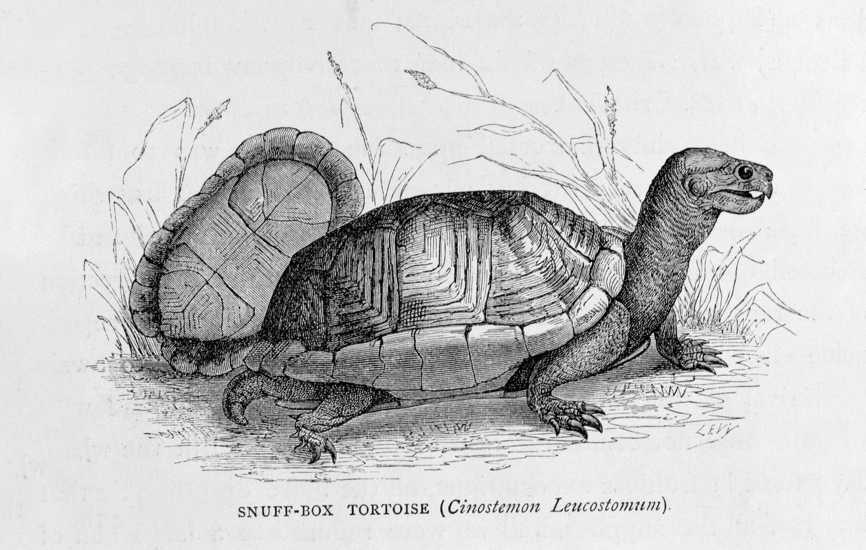 Enfiye Kutusu Kaplumbağa (Cinostemon Leucostomum), 