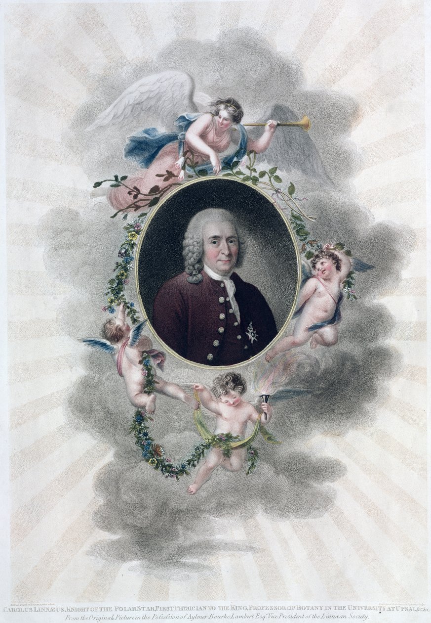 Carolus Linnaeus (1707-78), Kutup Yıldızı Şövalyesi, Kralın İlk Hekimi, Upsal Üniversitesi'nde Botanik Profesörü, Francesco Bartolozzi (1727-1815) tarafından oyulmuş, 1806'da yayınlandı (renkli by Hollman