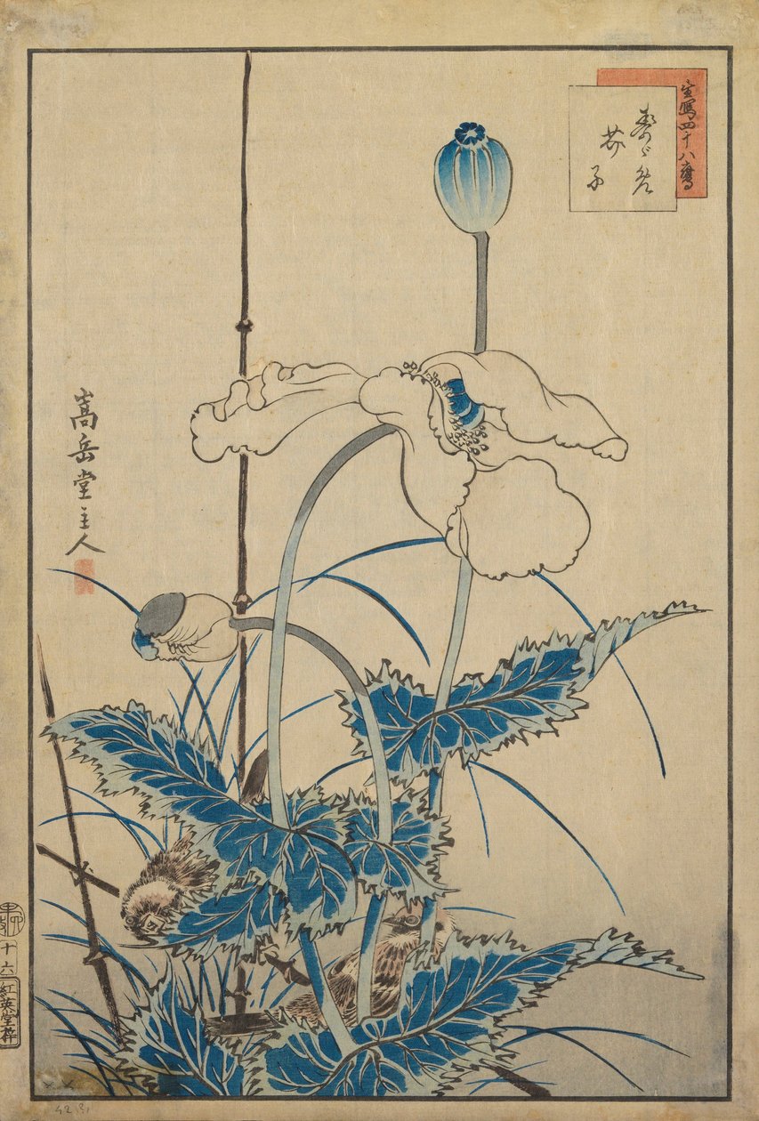 haşhaş üzerinde kuş by Nakayama Sugakudo