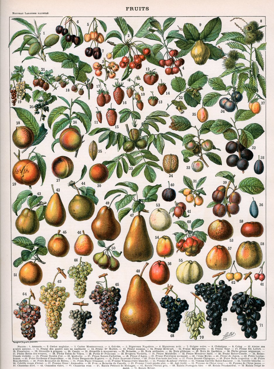 Meyve Çeşitlerinin İllüstrasyonu, c.1905-10 (renkli taş) by (after) Alillot