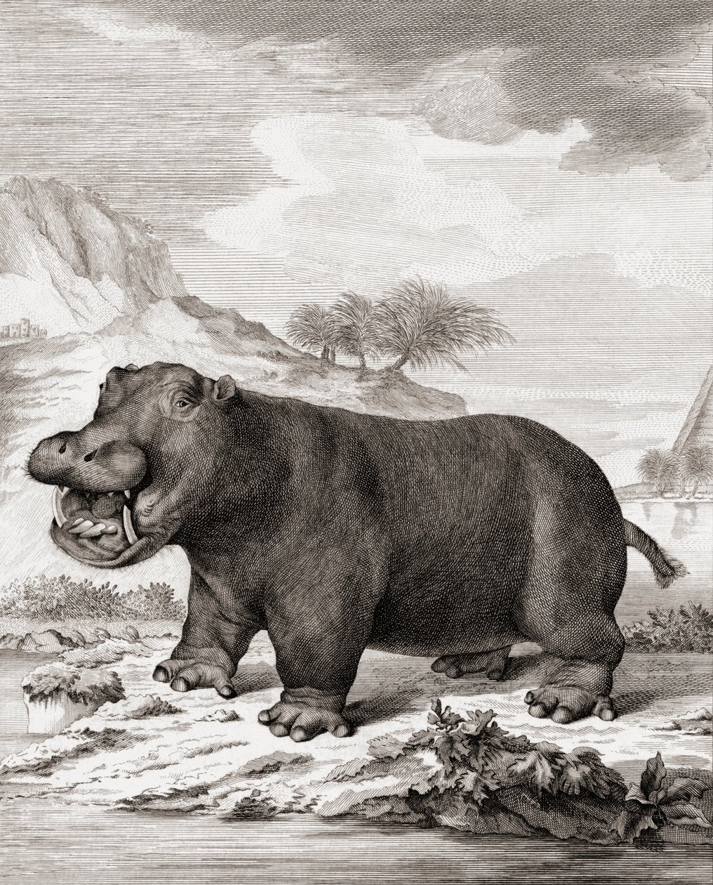 Bir su aygırı (Hippopotamus amphibius) by (after) Dutch School