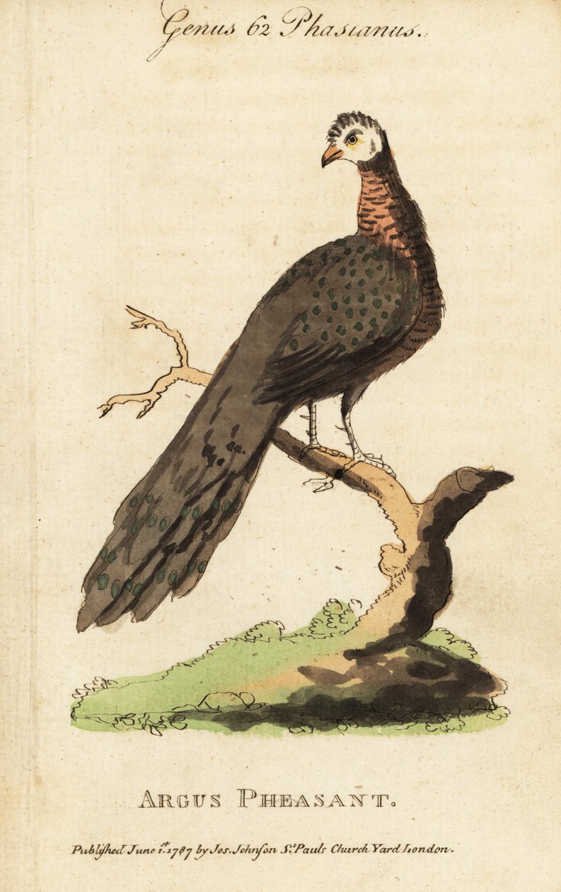Büyük argus sülün, Argusianus argus by (after) English School