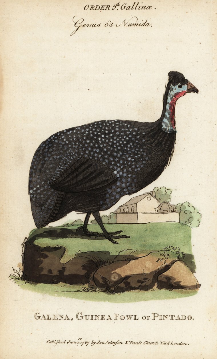 Miğferli beç kuşu, Numida meleagris by (after) English School