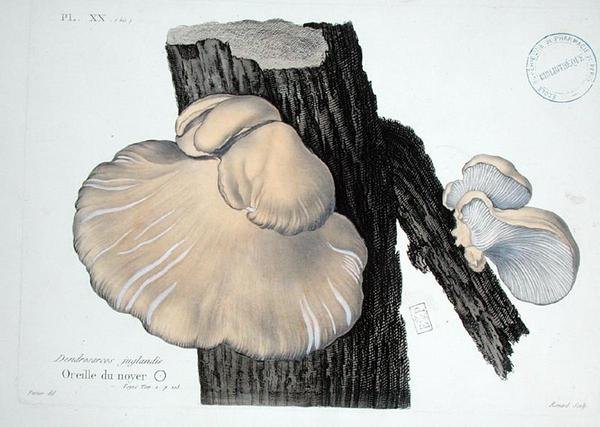 Dendrosarcos juglandis, J.H. Leveille tarafından 