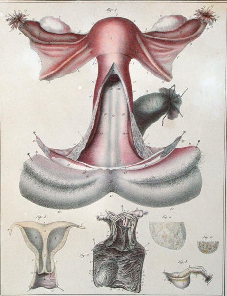 G. de Frey tarafından oyulmuş Jules Cloquet (1790-1883) tarafından 