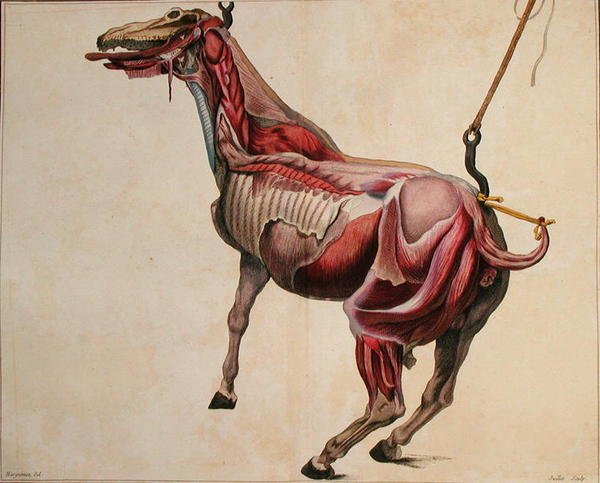 Juillet tarafından oyulmuş Philippe-Etienne Lafosse (1738-1820) tarafından 