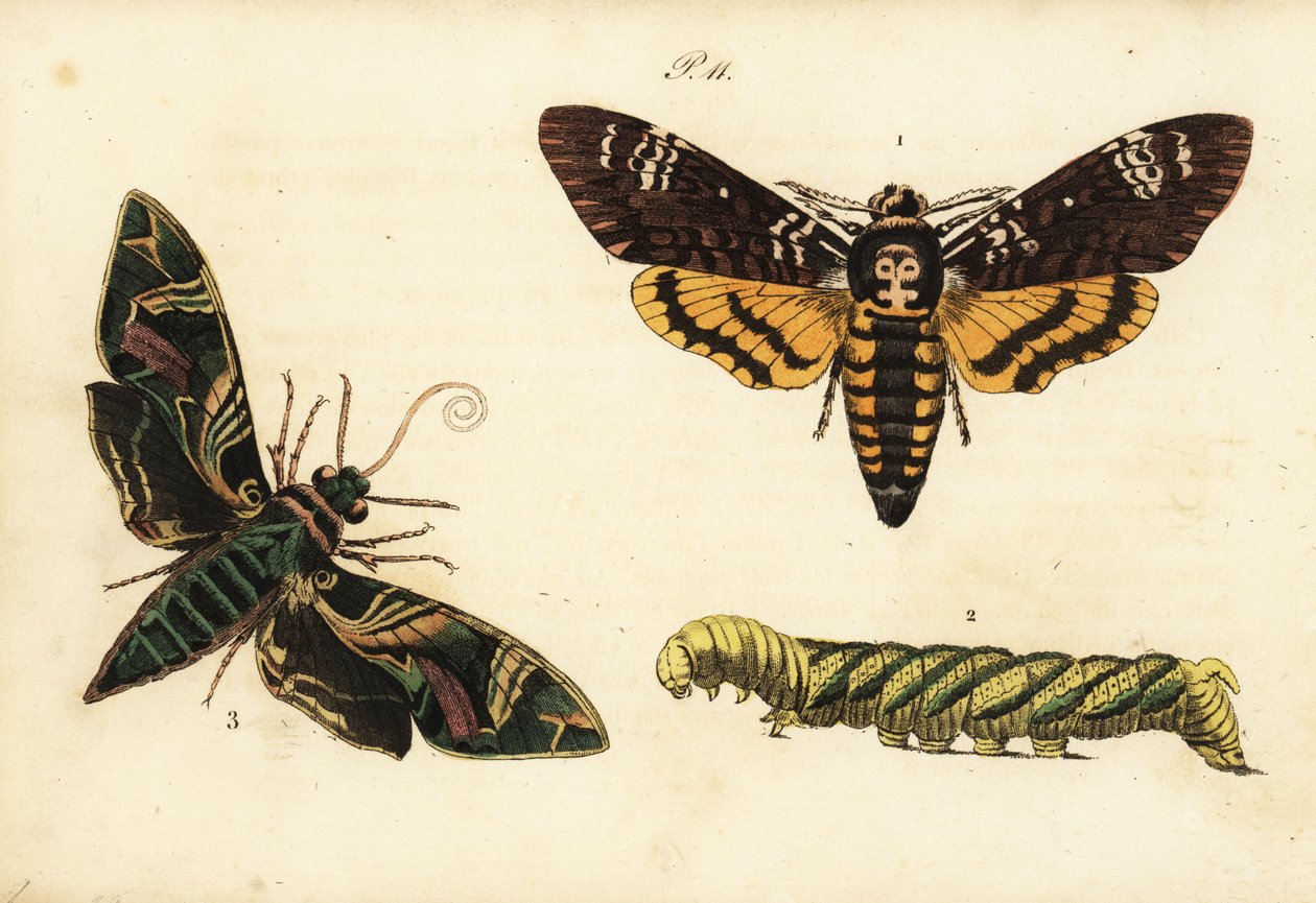 Afrika ölümleri şahin güvesi ve larva, Acherontia atropos 1,2 ve zakkum şahin güvesi Daphnis nerii 3 by Unknown