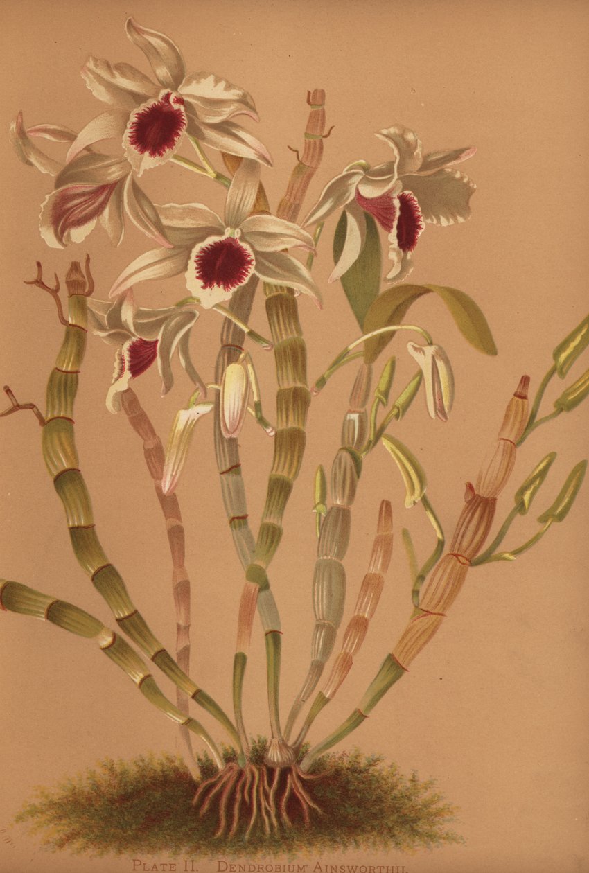 Ainsworths melez dendrobium orkide, Dendrobium x ainsworthii by Unknown