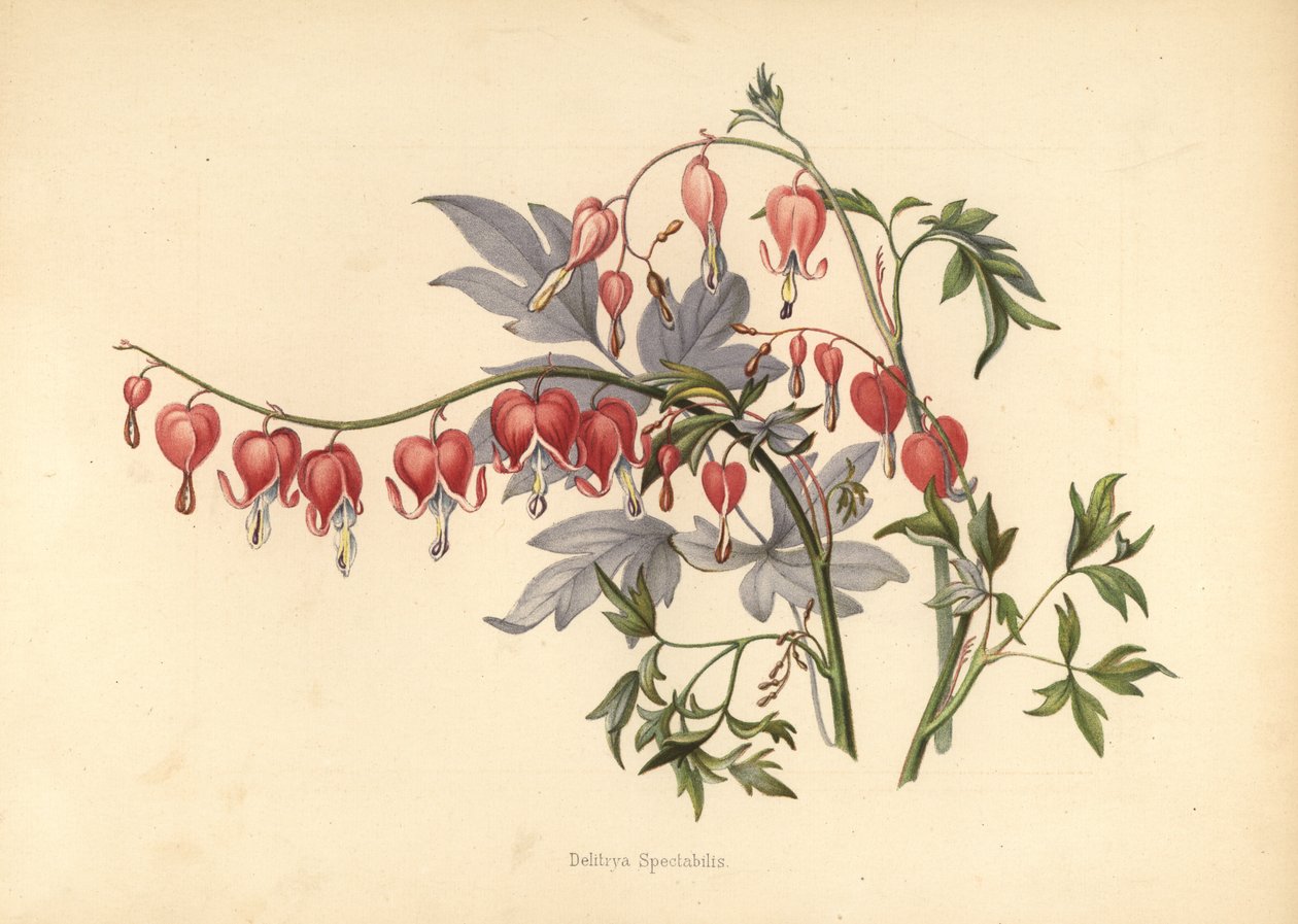 Asian bleeding heart, Lamprocapnos spectabilis (Delitrya spectabilis) by Unknown