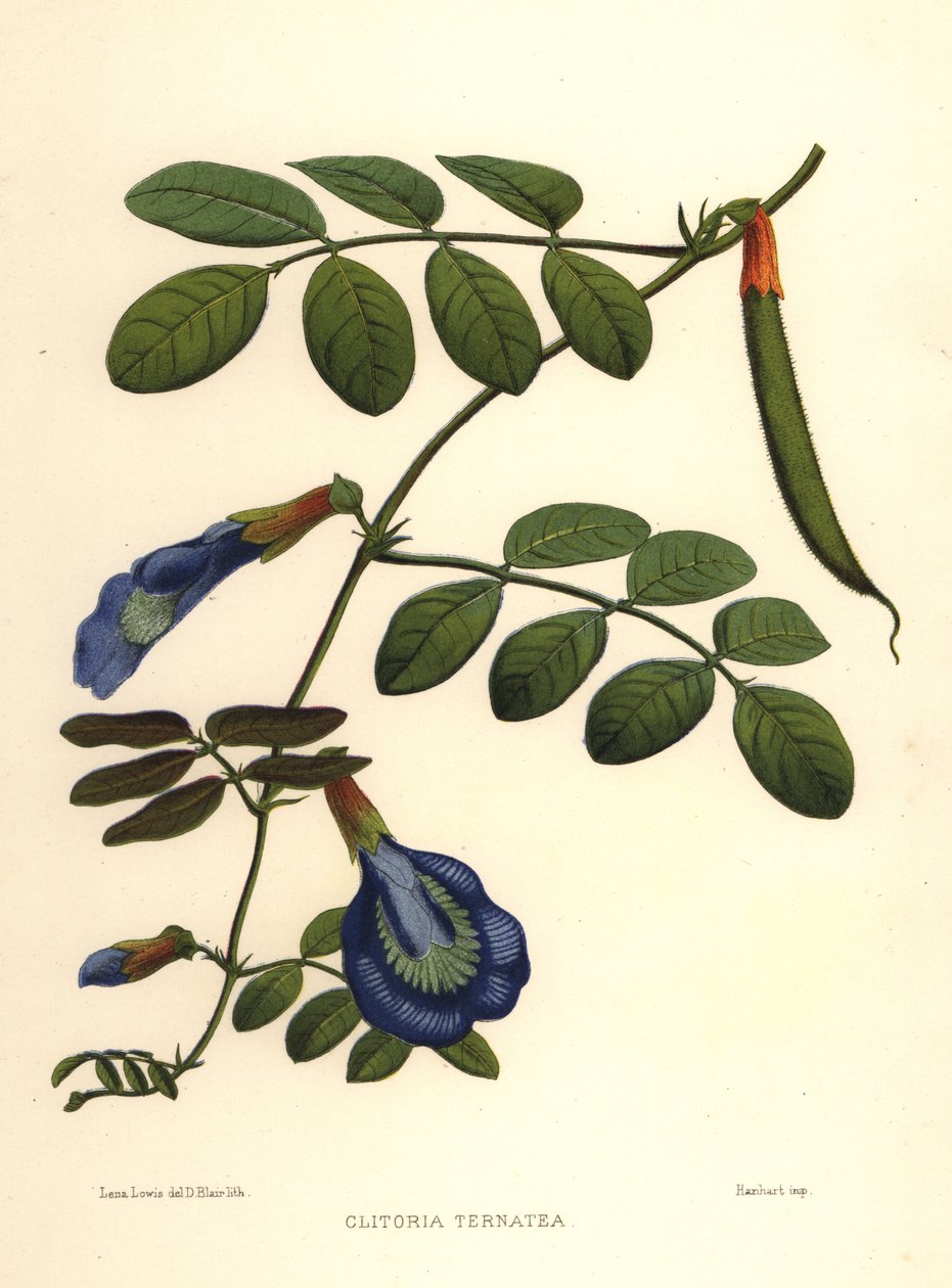 Asya güvercin kanatları, kelebek bezelye veya Darwin bezelye, Clitoria ternatea by Unknown