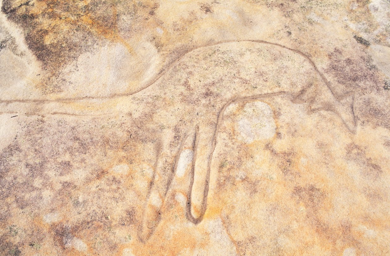 Avustralya, Sidney, Kraliyet Ulusal Parkı, Jibbon Head, kanguru yerli kaya oymacılığı by Unknown