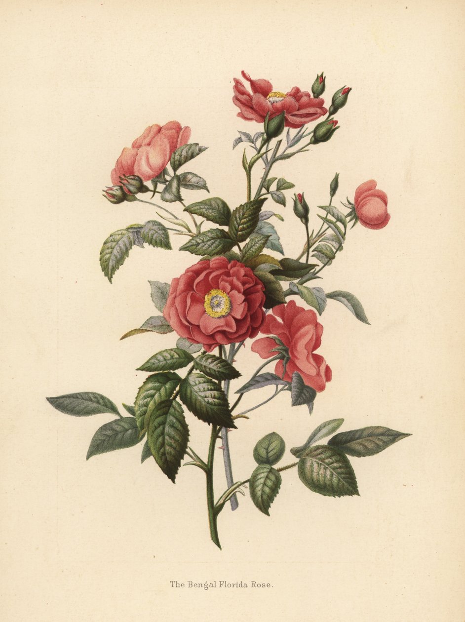 Bengal Florida gülü, Rosa chinensis (Rosa bengalensis) by Unknown