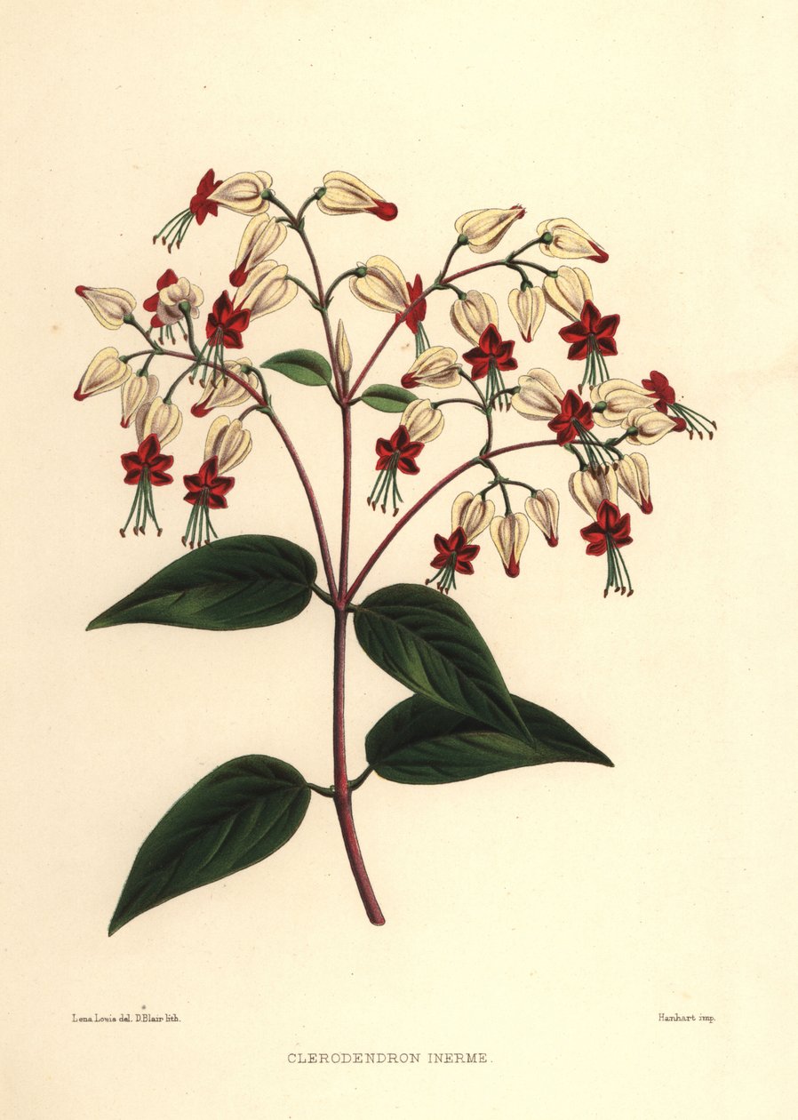 Kanayan zafer çardağı veya güzellik çalısı, Clerodendrum thomsoniae (Clerodendron inerme, Clerodendron thomsones) by Unknown