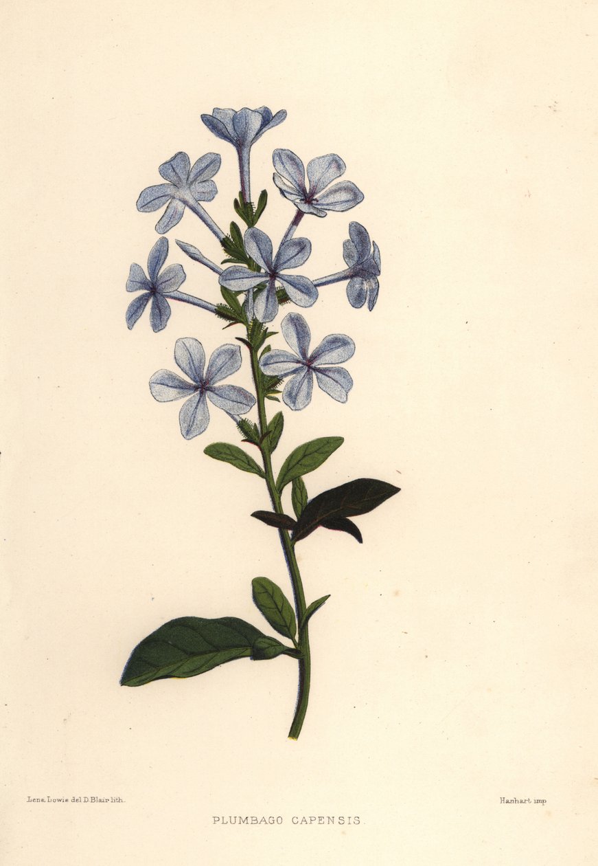 Mavi plumbago veya Cape kurşun otu, Plumbago auriculata (Plumbago capensis) by Unknown