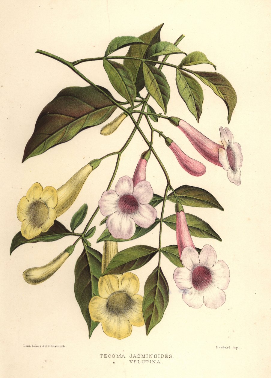 Güzelliğin çardağı, Pandorea jasminoides (Tecoma jasminoides) ve sarı trompet çalısı, Tecoma stans (Tecoma velutina) by Unknown