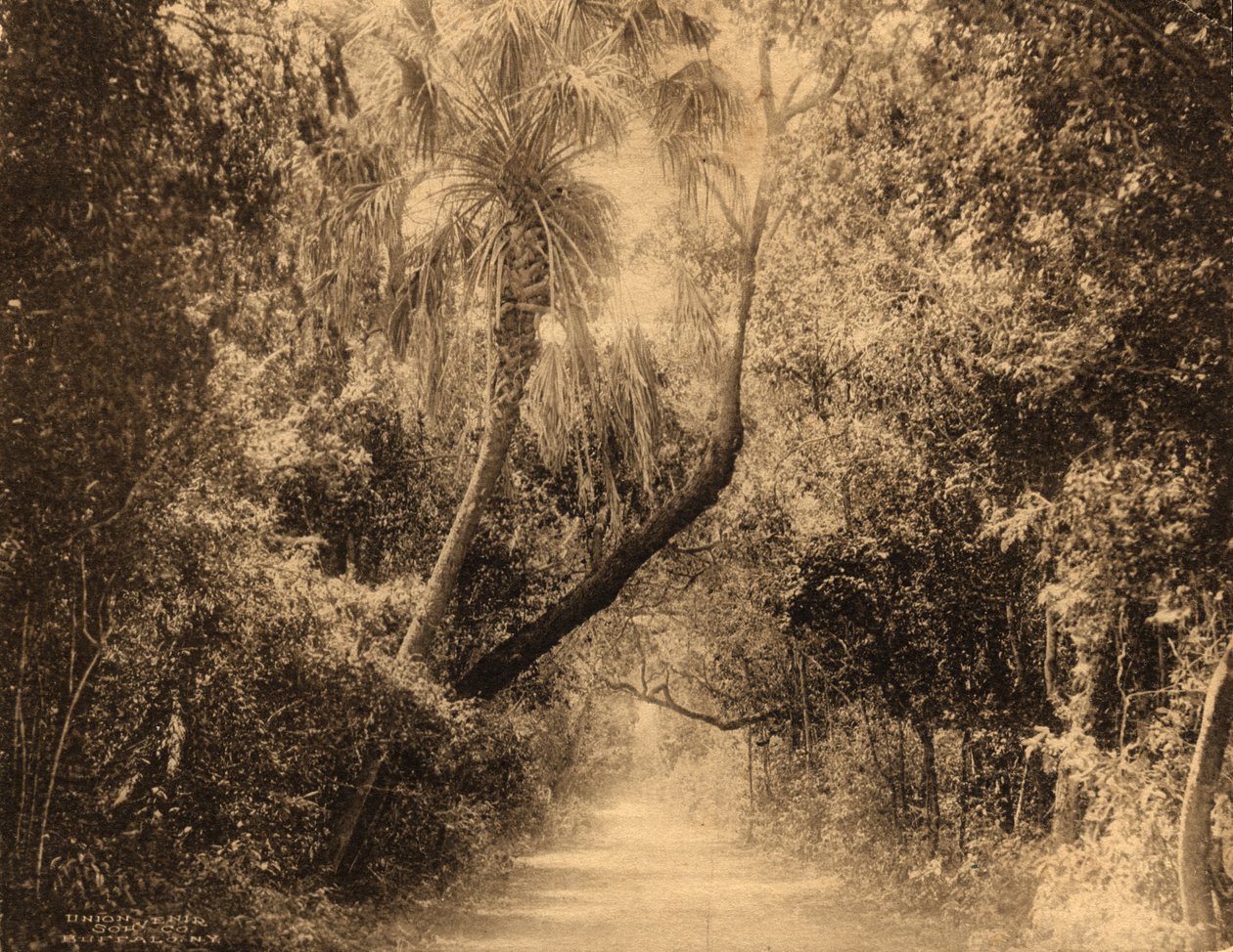 Brickell Hamak, Florida, c.1910 by Unknown