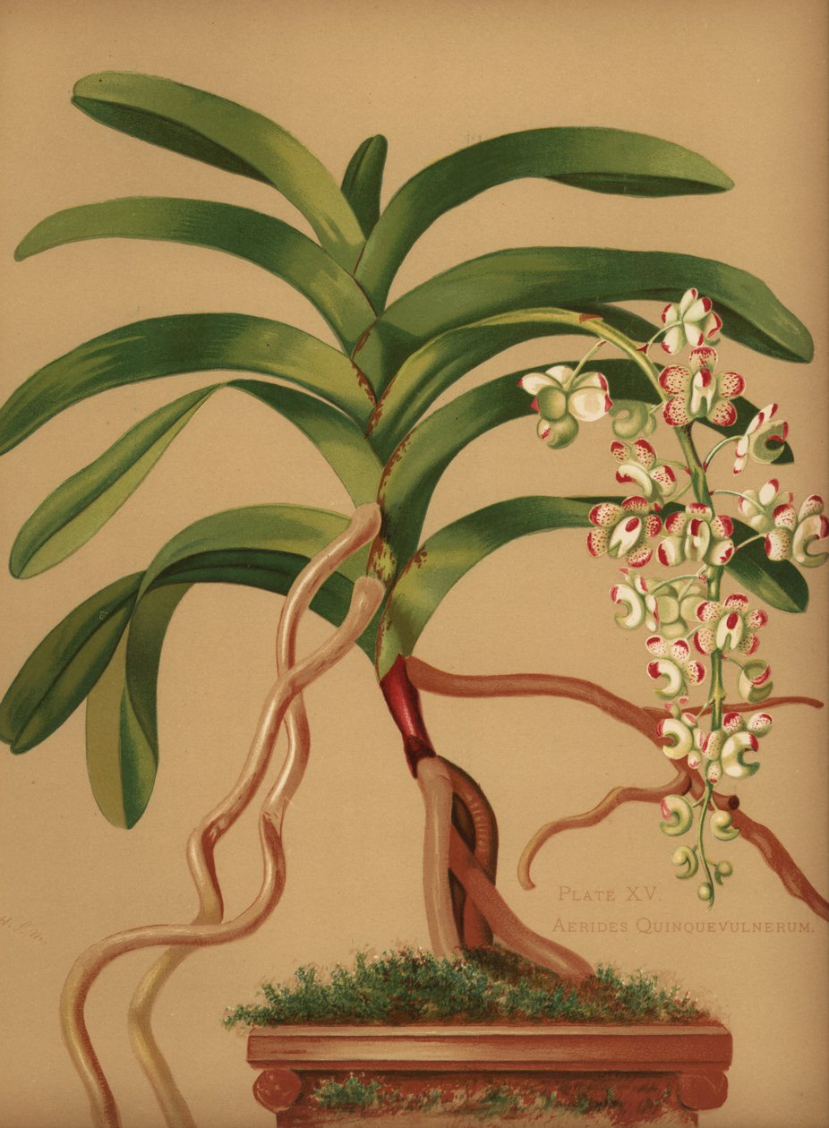 Kedi kuyruğu veya tilki fırçası orkide, Aerides quinquevulnera by Unknown