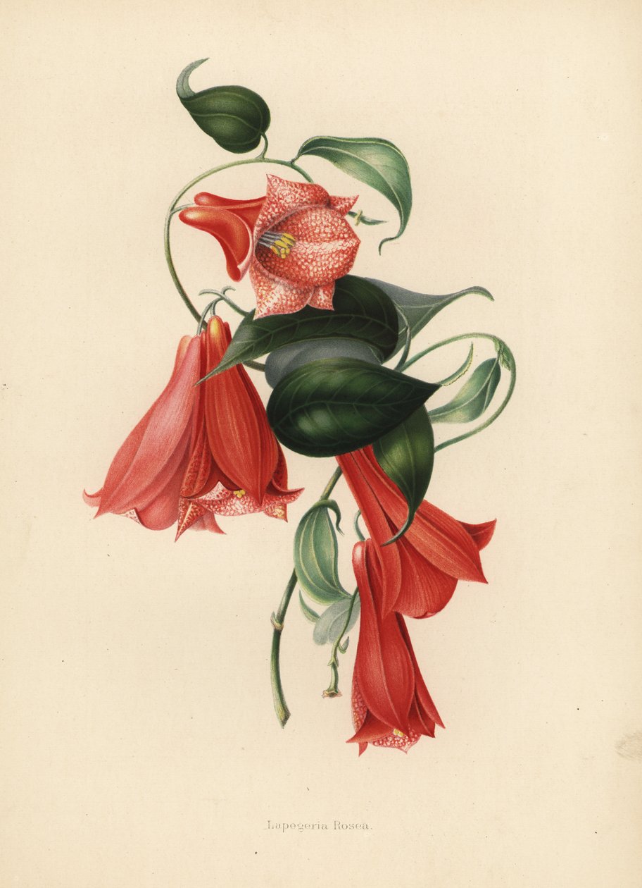 Şili çan çiçeği veya kopyası, Lapageria rosea (Lapegeria rosea) by Unknown