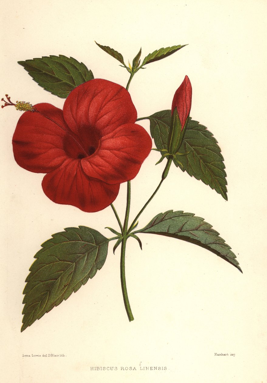 Çin gülü veya Çin ebegümeci, Hibiscus rosa-sinensis by Unknown