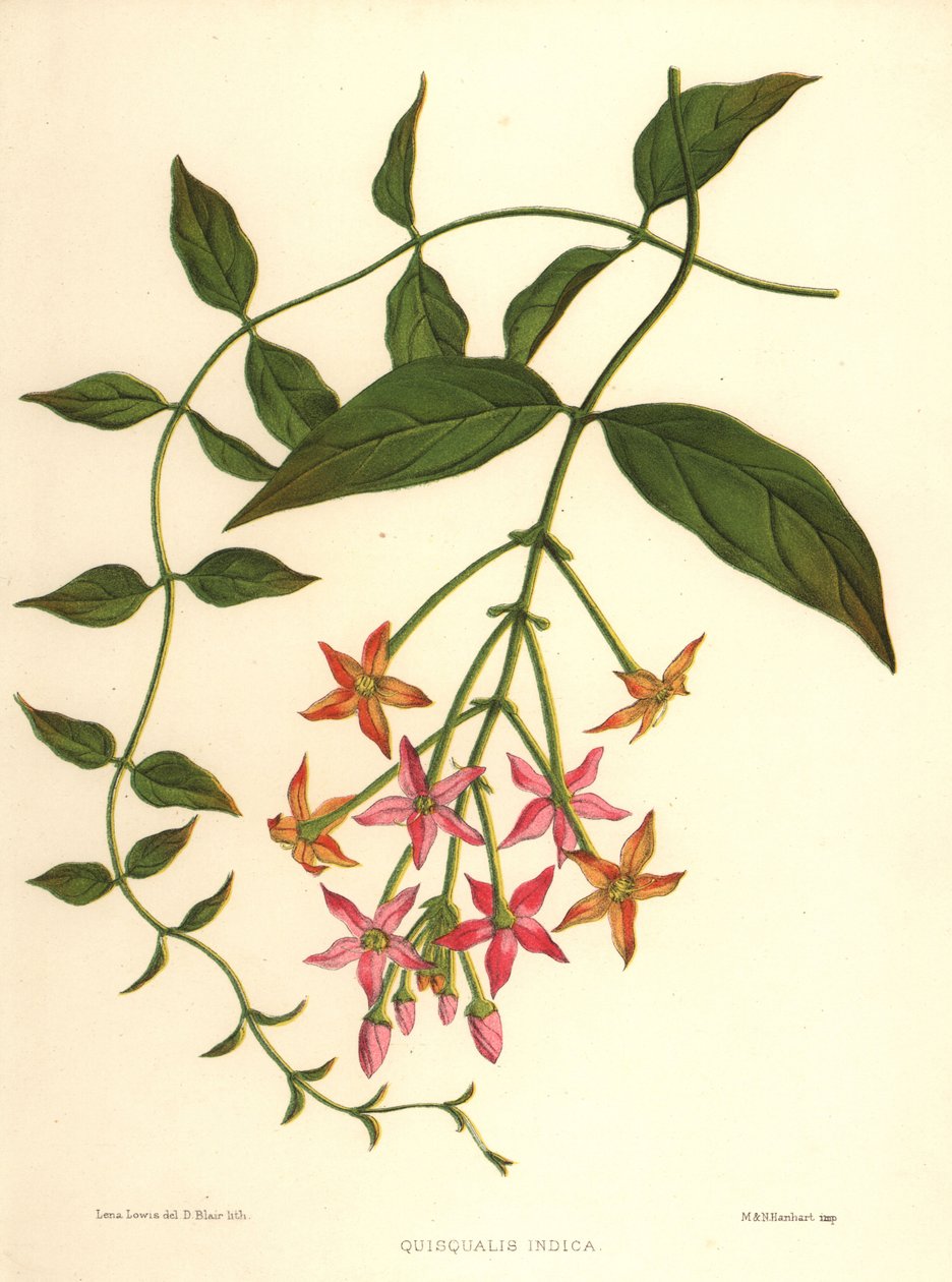 Çin hanımeli veya Rangoon sarmaşığı, Combretum indicum (Quisqualis indica) by Unknown