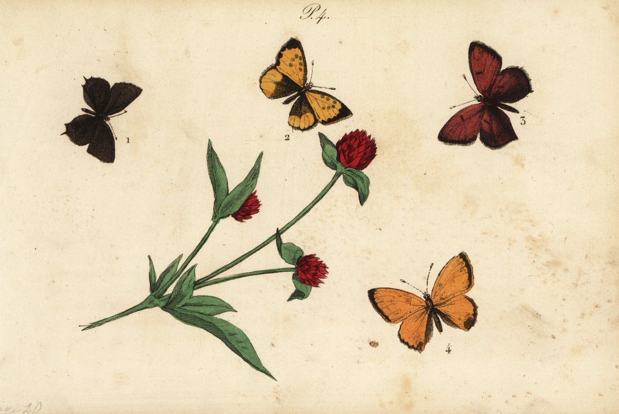Yaygın akasya mavisi, Polyommatus icarus 1, Provence saç çizgisi, Tomares ballus 2, mor kenarlı bakır, Lycaena hippothoe 3 ve kıt bakır, Lycaena virgaureae 4 by Unknown