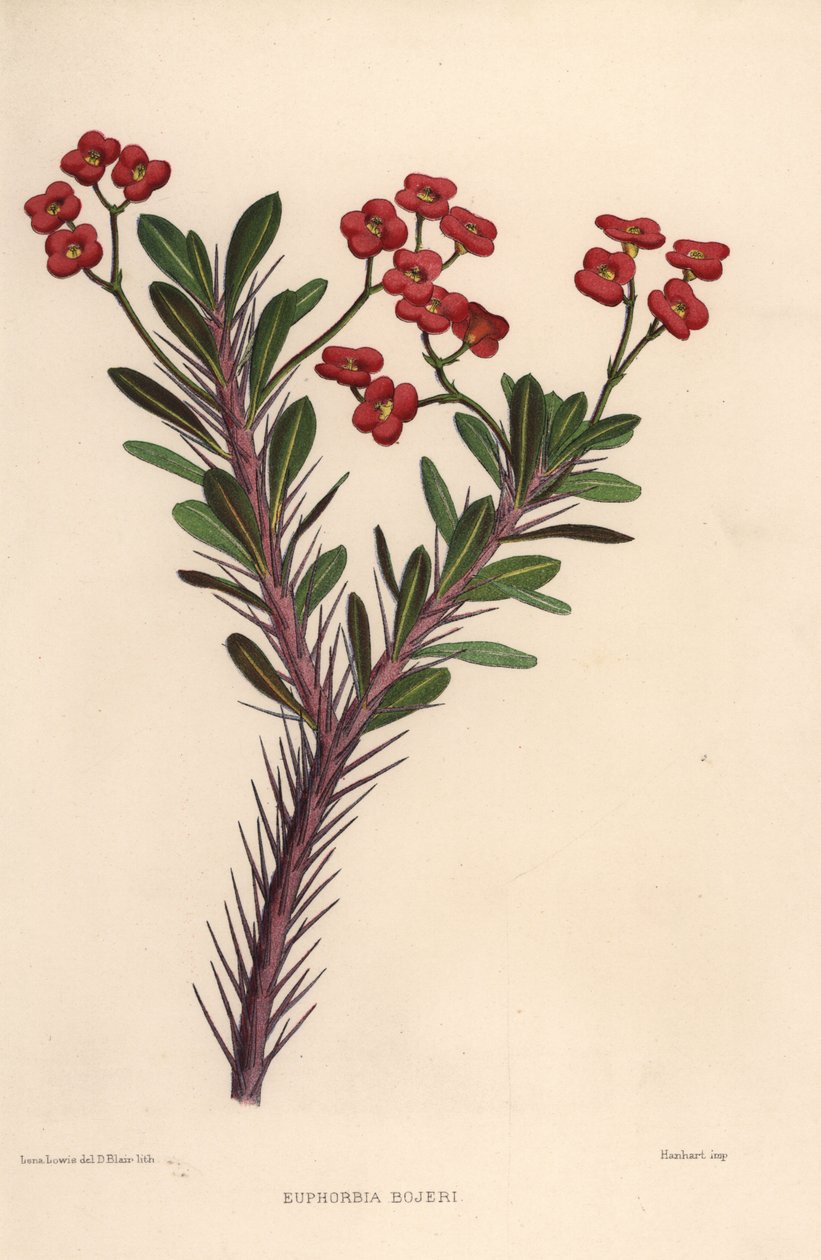 Dikenli taç, Euphorbia milii (Euphorbia bojeri) by Unknown