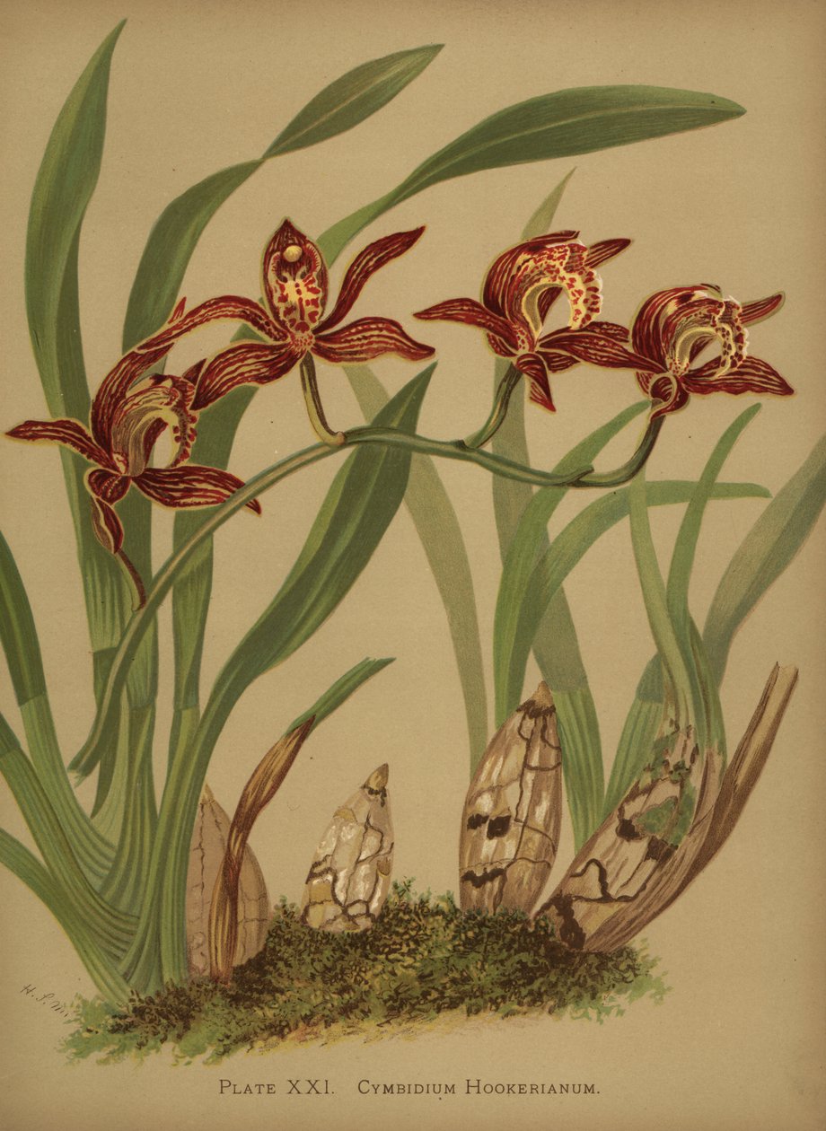 Cymbidium hookerianum orkide by Unknown