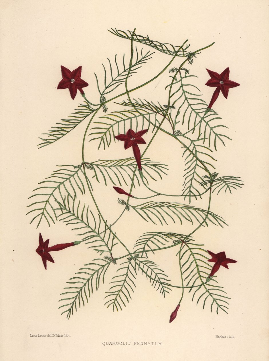 Selvi asması veya servi asması sabah zaferi, Ipomoea quamoclit (Quamoclit pennatum) by Unknown
