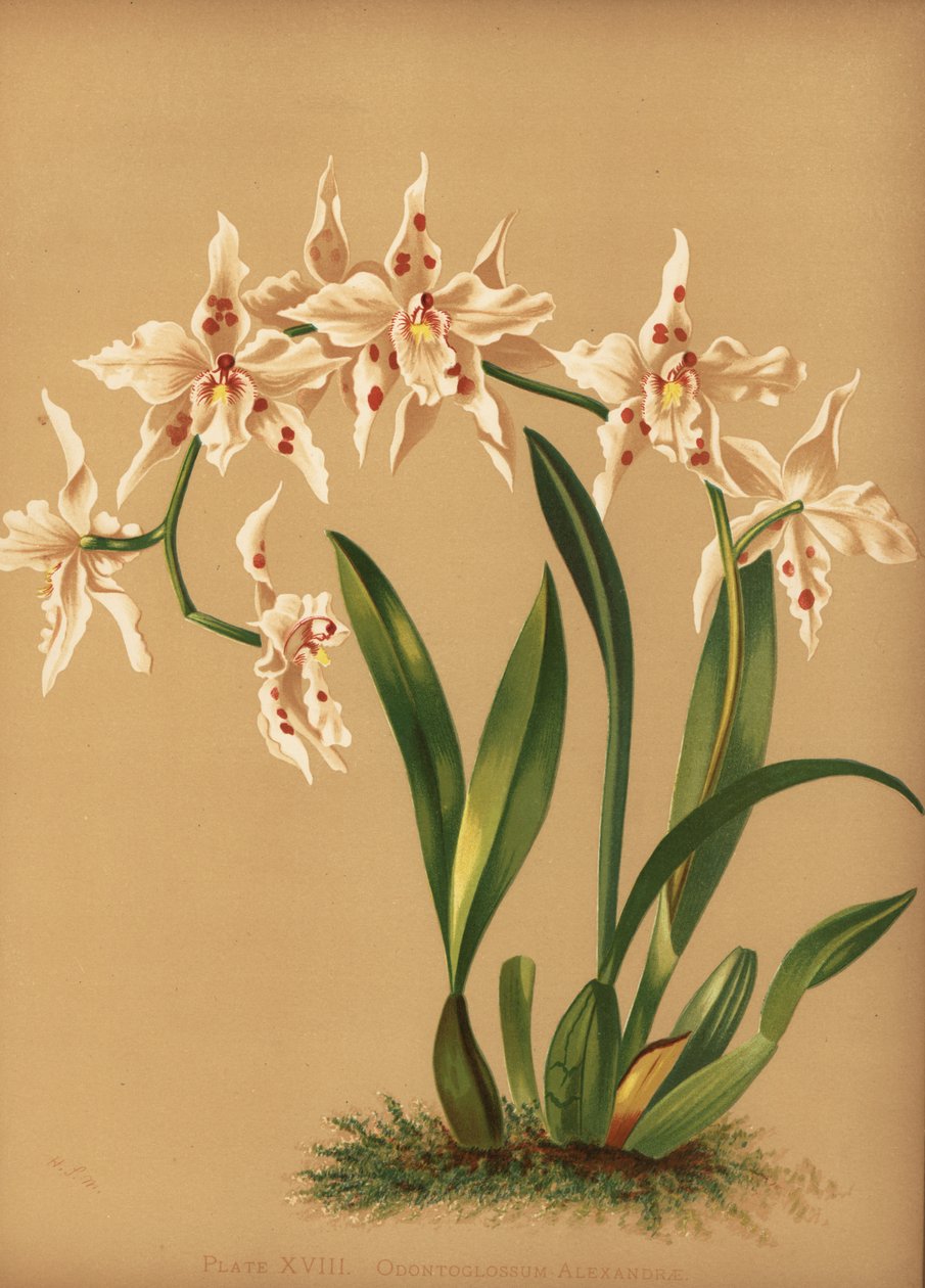 Dans eden bayan orkide, Oncidium alexandrae (Odontoglossum alexandrae) by Unknown