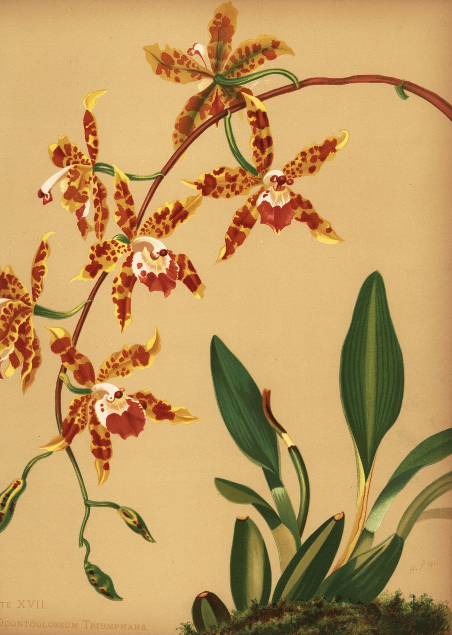 Dans eden bayan orkide, Oncidium spectabilis (Odontoglossum zaferleri) by Unknown