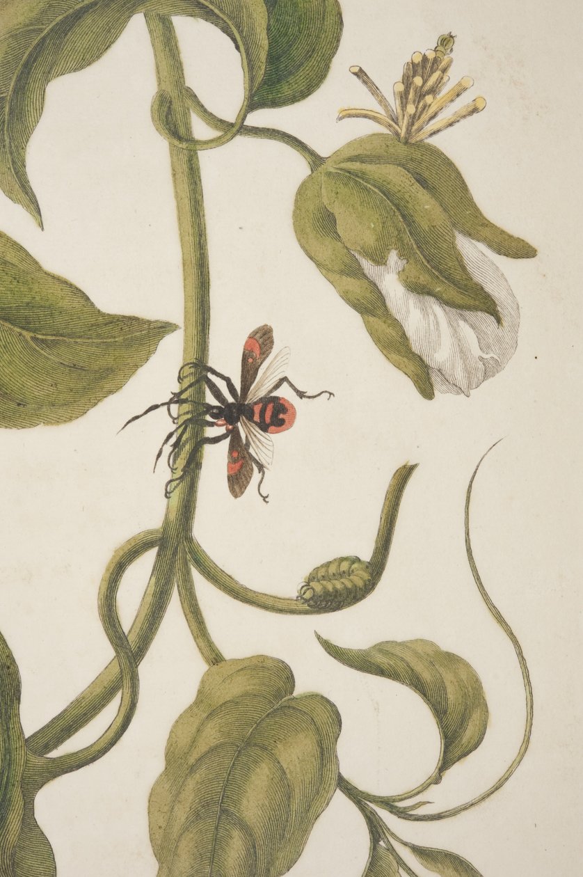 Metamorfoz Insectorum Surinamensium, Maria Sibylla Merian, 1705