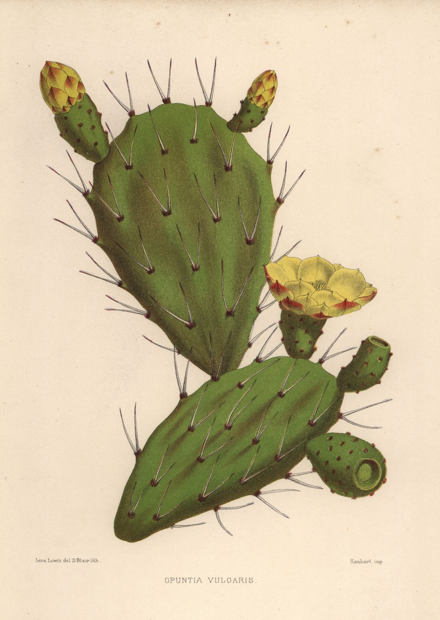 Doğu dikenli armut, Opuntia ficus-indica (Opuntia vulgaris) by Unknown