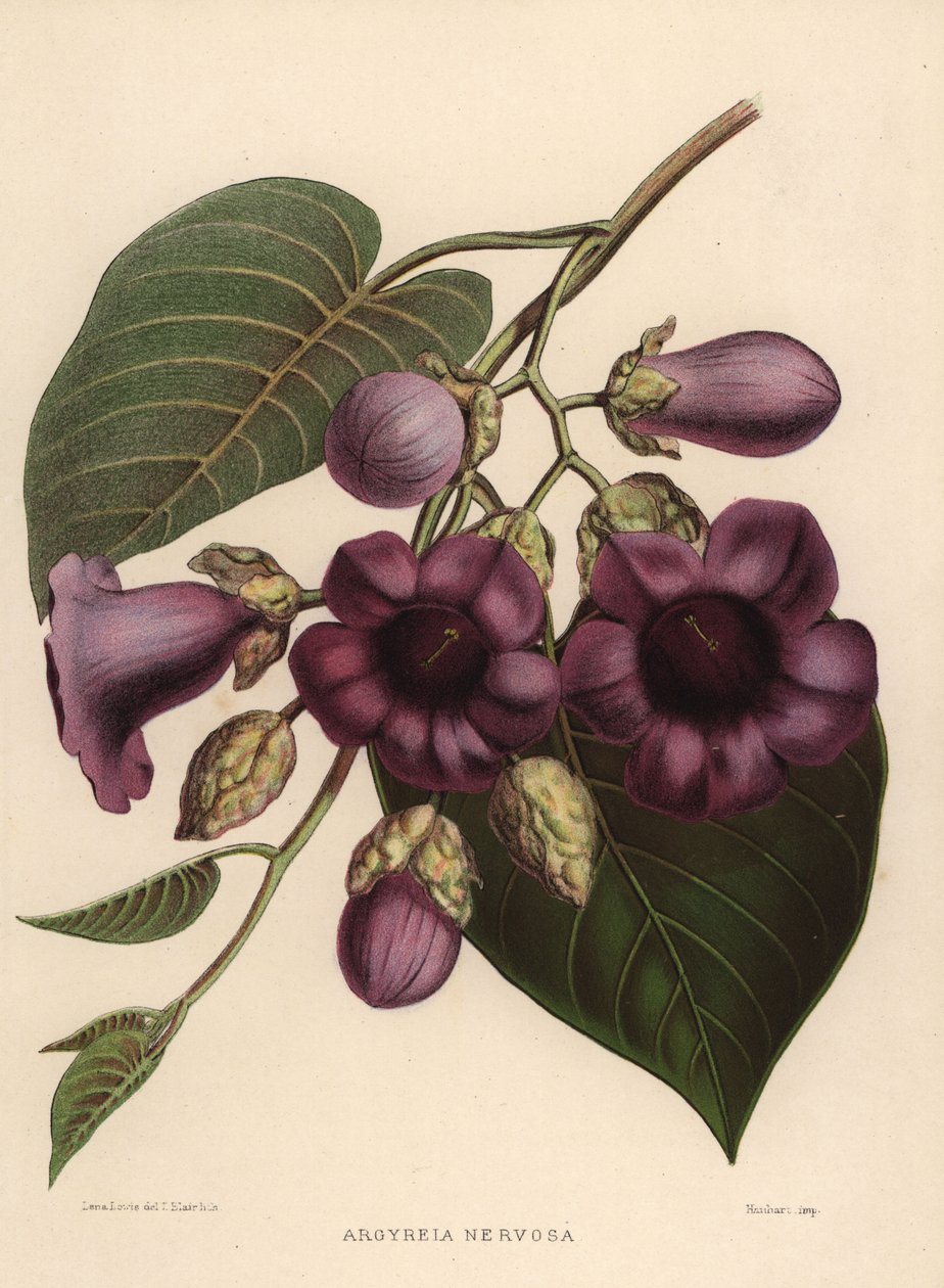 Fil sarmaşık, Argyreia nervoza by Unknown