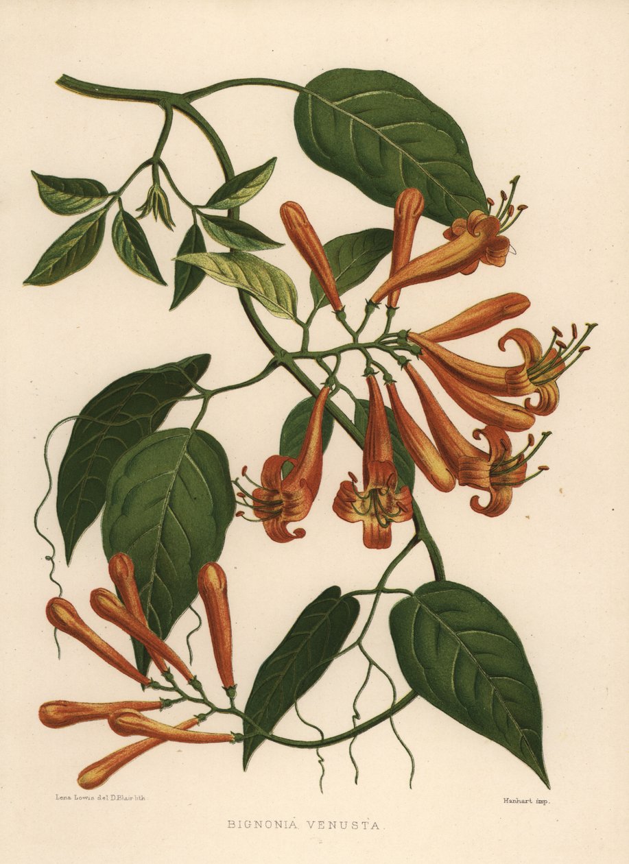 Flamevine veya turuncu trompetvine Pyrostegia venusta (Bignonia venusta) by Unknown
