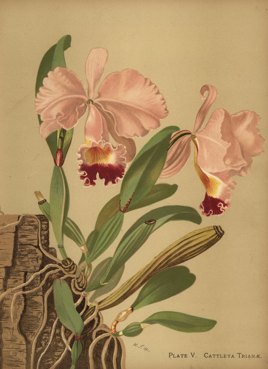 Flor de Mayo veya Noel orkide, Cattleya trianae by Unknown