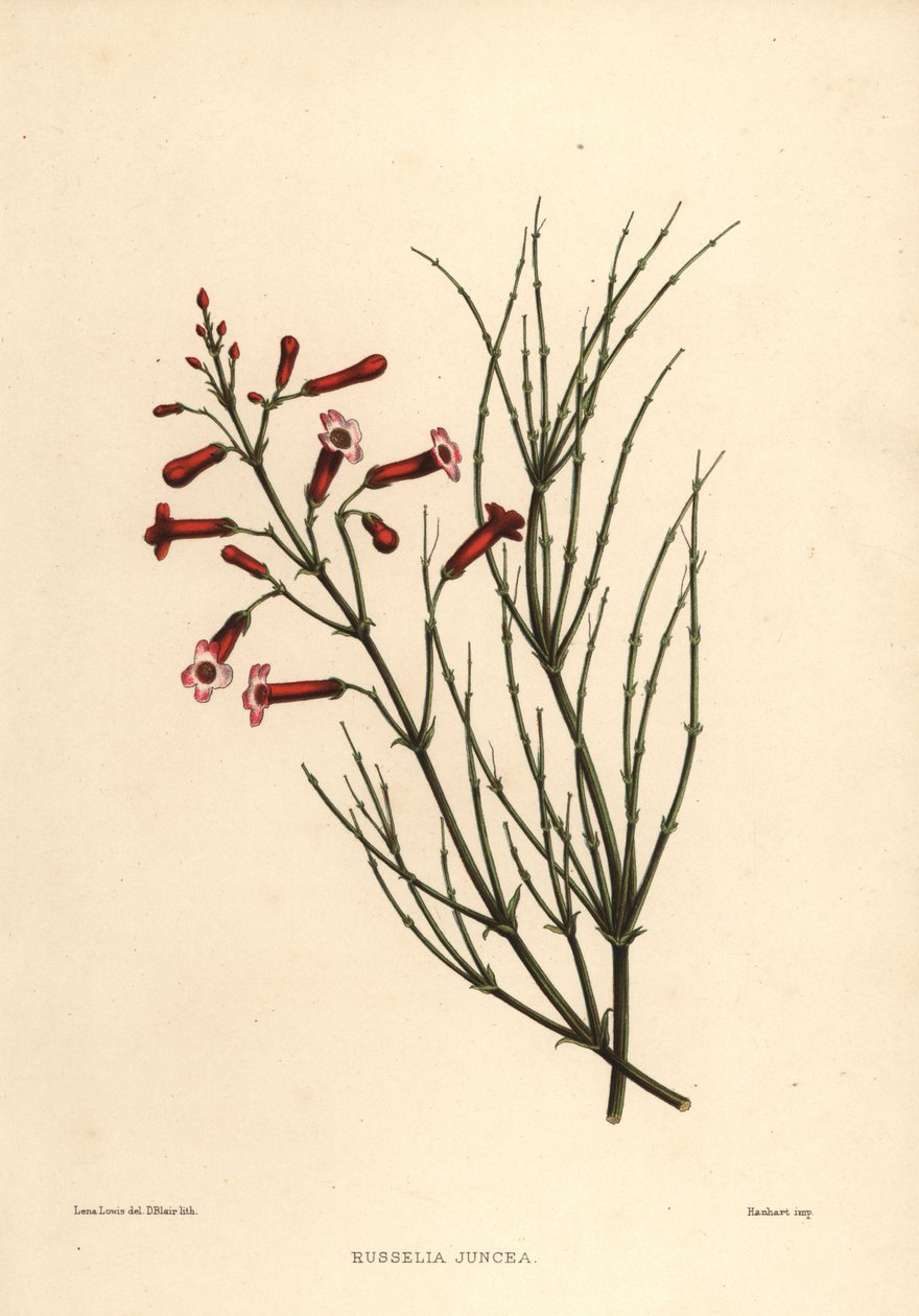 Fountainbush veya havai fişek bitkisi, Russelia equisetiformis (Russelia juncea) by Unknown
