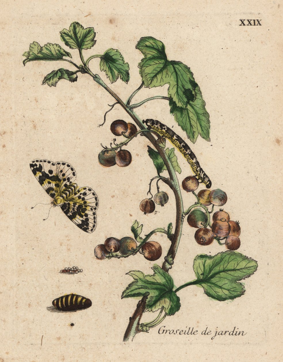 Bektaşi üzümü bitkisi, groseille de jardin, güve, tırtıl ve pupa ile Ribes uva-crispa, Plaka XXIX by Unknown