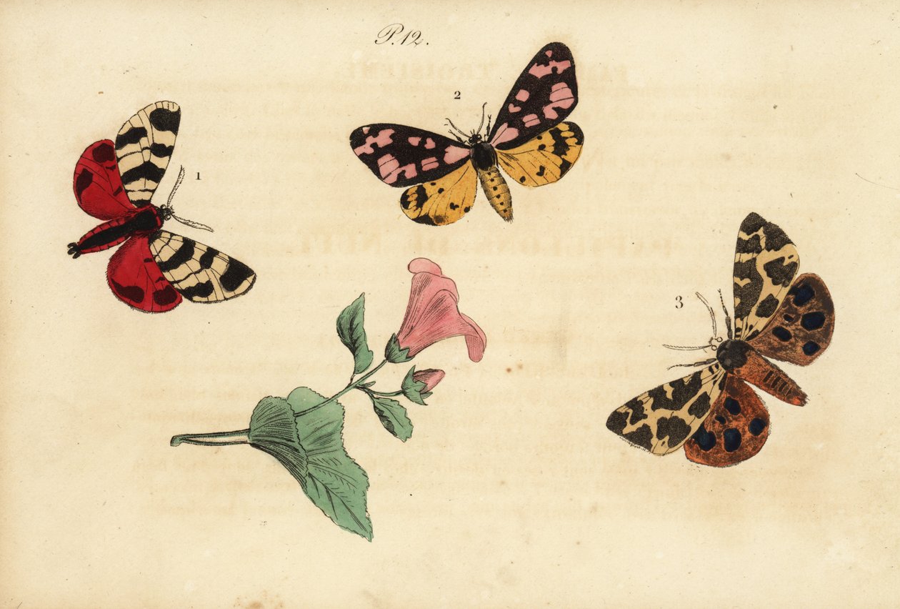 Hebe kaplan güvesi, Arctia festiva 1, krem benekli kaplan, Epicallia villica 2 ve bahçe kaplan güvesi, Arctia caja 3. Ecaille hebe, Ecaille fermiere, Ecaille martre by Unknown
