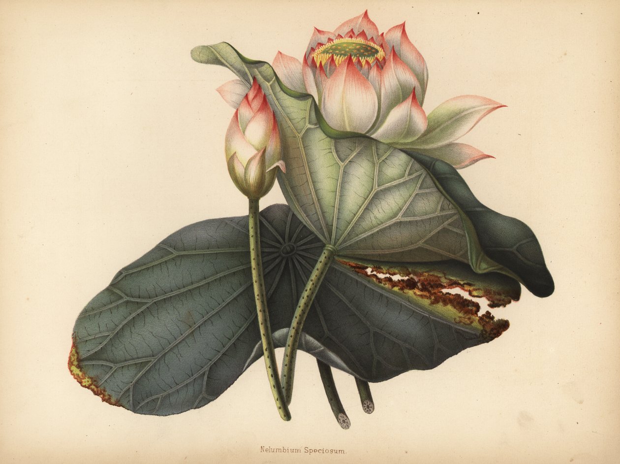 Hint nilüferi, Nelumbo nucifera (Nelumbium speciosum) by Unknown