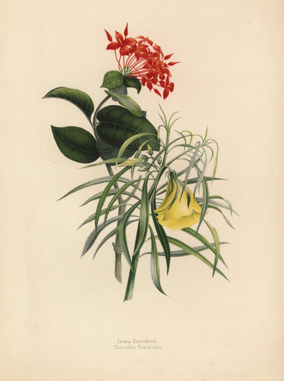 Orman sardunyası, Ixora coccinea ve sarı zakkum, Thevetia neriifolia, Cascabela thevetia by Unknown