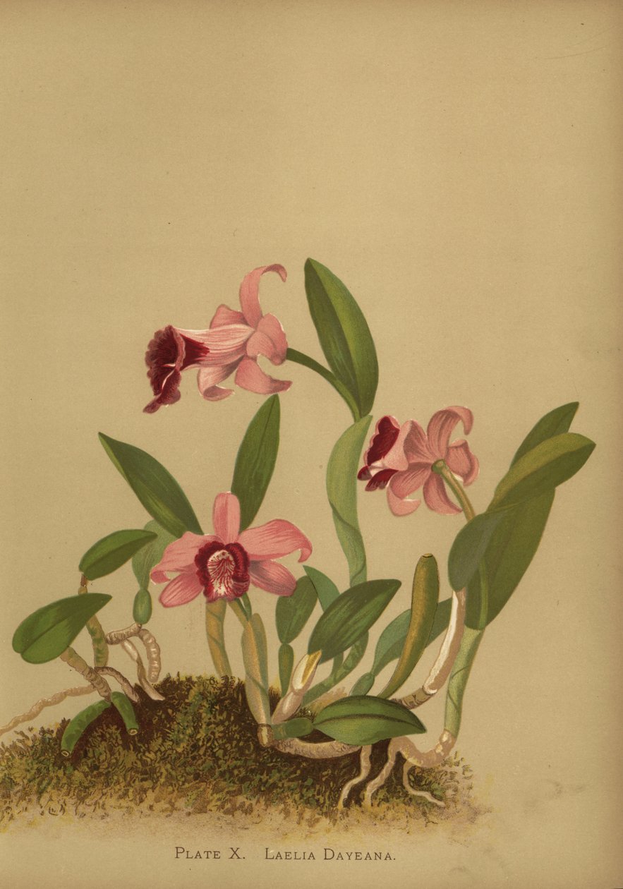 Laelia dayana veya Cattleya bicalhoi orkide by Unknown