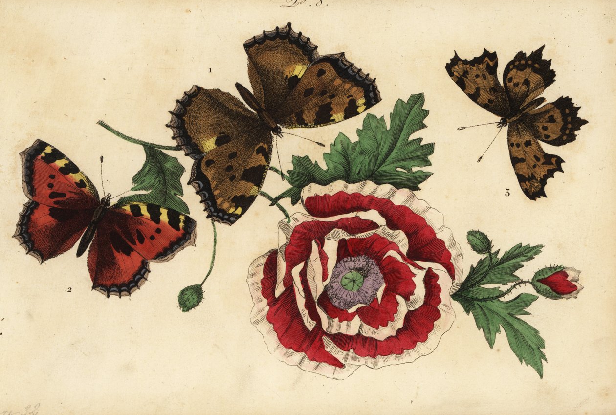Büyük kaplumbağa kabuğu, Nymphalis polychloros 1, küçük kaplumbağa kabuğu, Aglais urticae 2 ve virgül kelebek, Polygonia c-album 3, haşhaşlı by Unknown