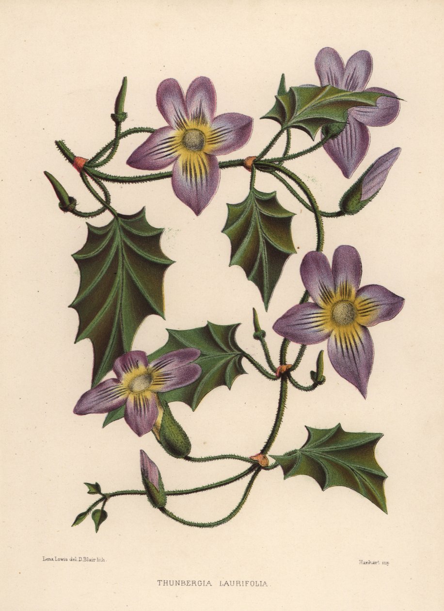 Defne saat asması veya mavi trompet asma, Thunbergia laurifolia by Unknown