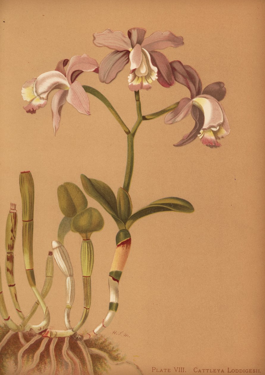 Loddigess cattleya orkide, Cattleya loddigesii by Unknown